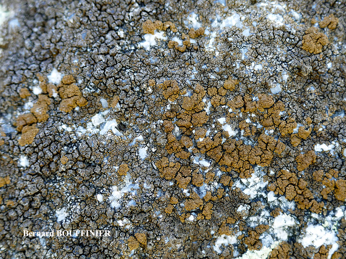 Protoparmelia montagnei chemo aquilina forme de régénérescence.