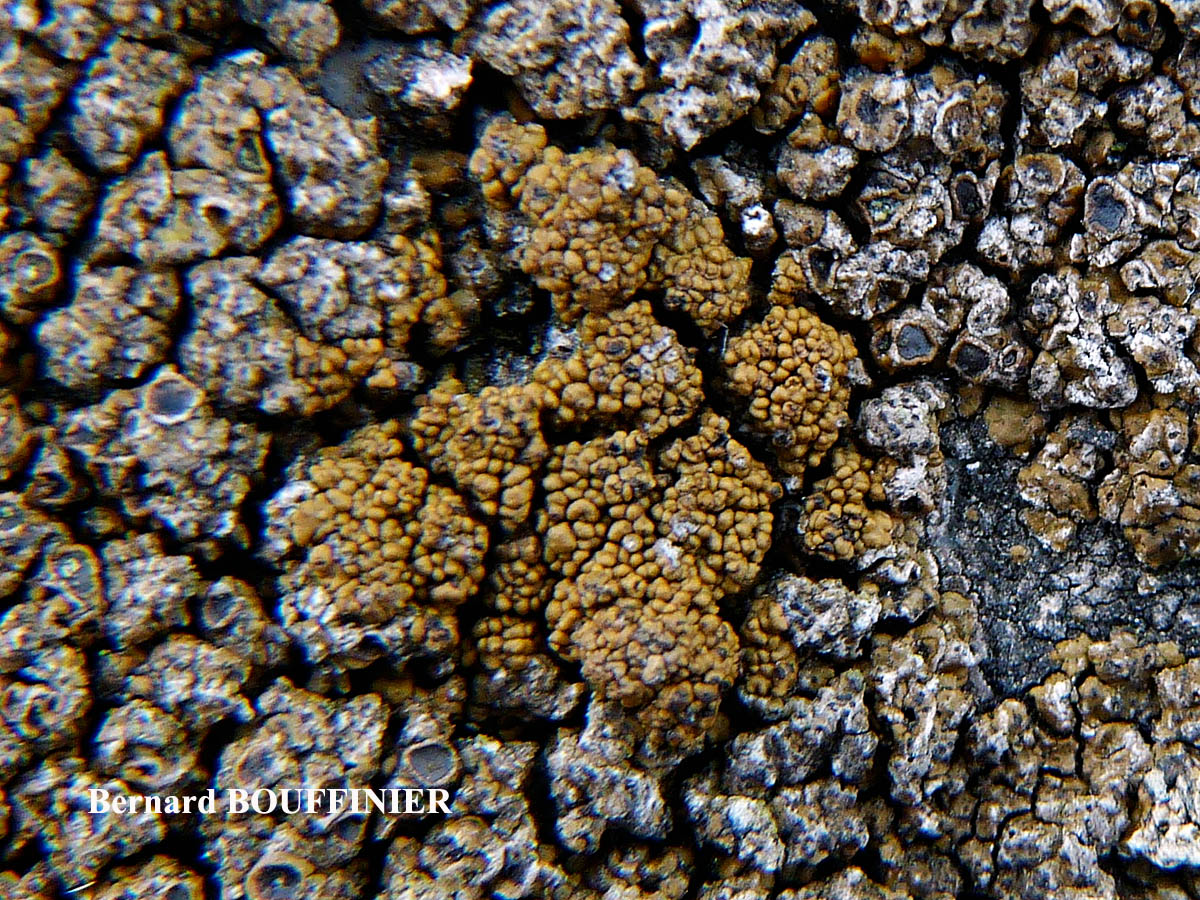 Protoparmelia montagnei chemo aquilina forme de régénérescence.