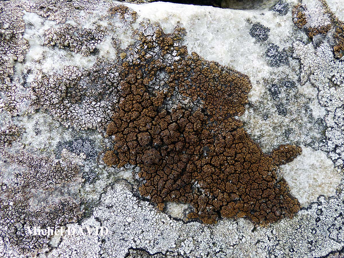 Protoparmelia montagnei chemo aquilina forme de régénérescence.