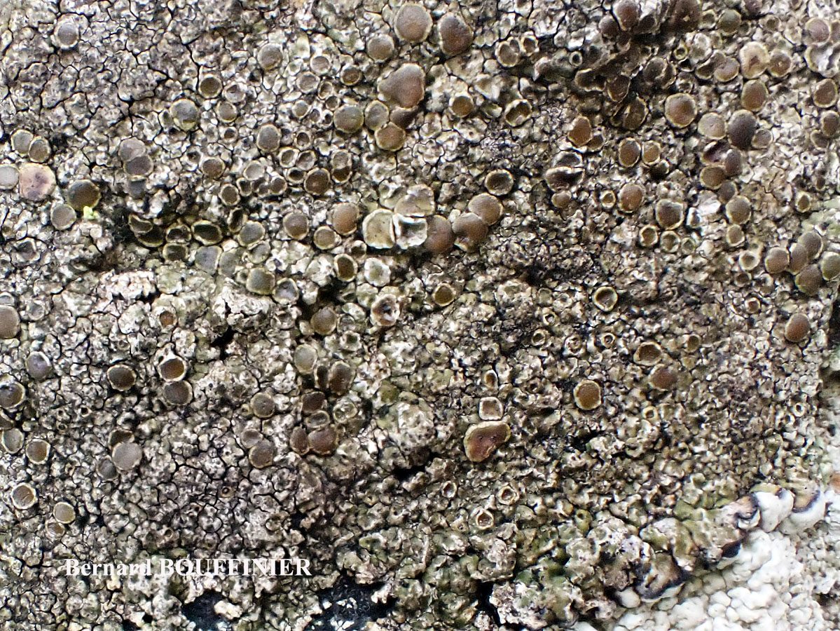 Protoparmelia montagnei (Fr.) Poelt & Nimiz chemo. montagnei