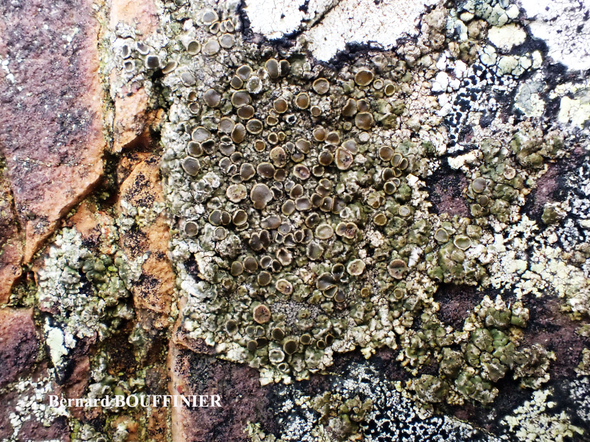 Protoparmelia montagnei (Fr.) Poelt & Nimiz chemo. montagnei