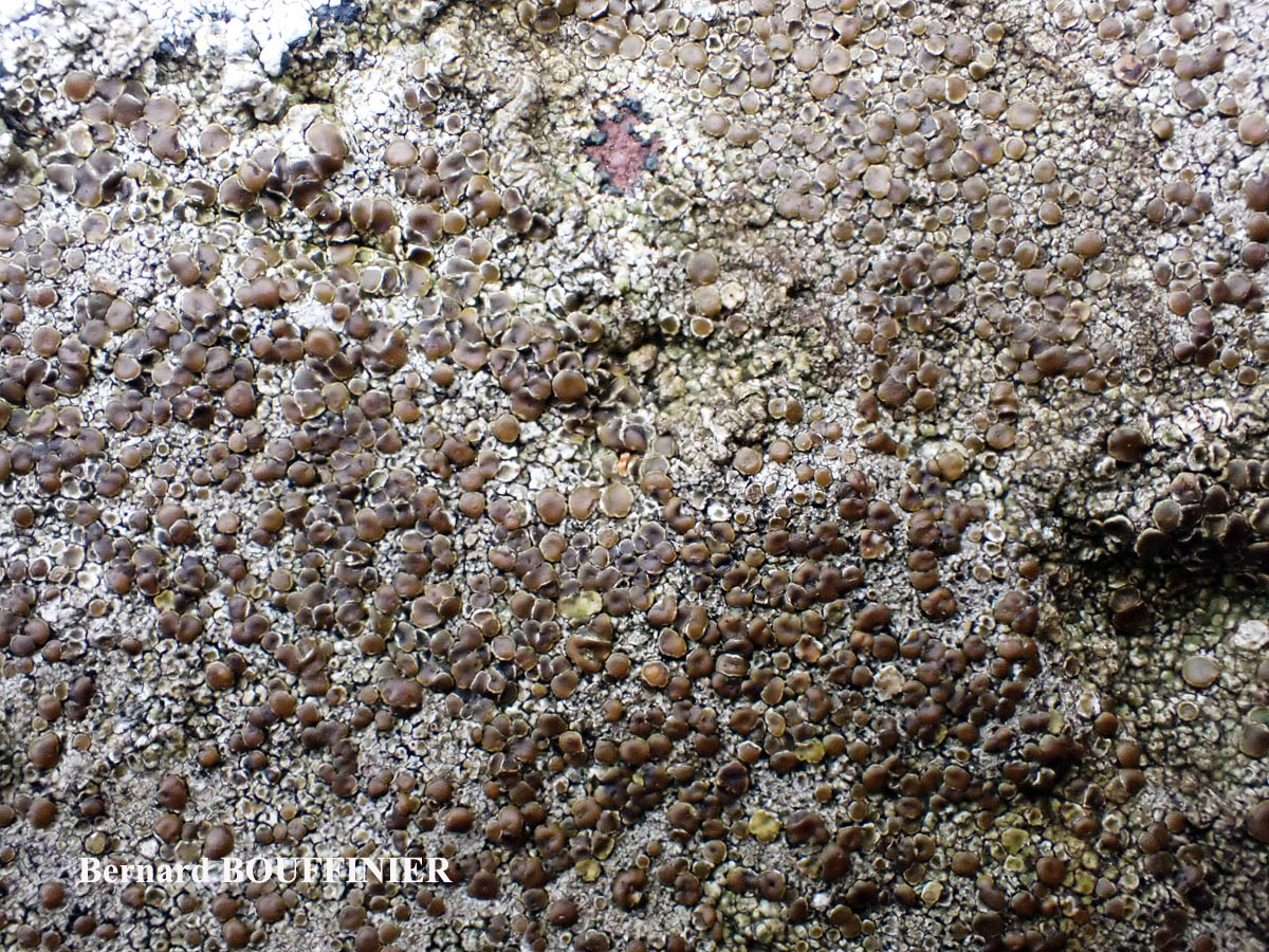 Protoparmelia montagnei (Fr.) Poelt & Nimiz chemo. montagnei