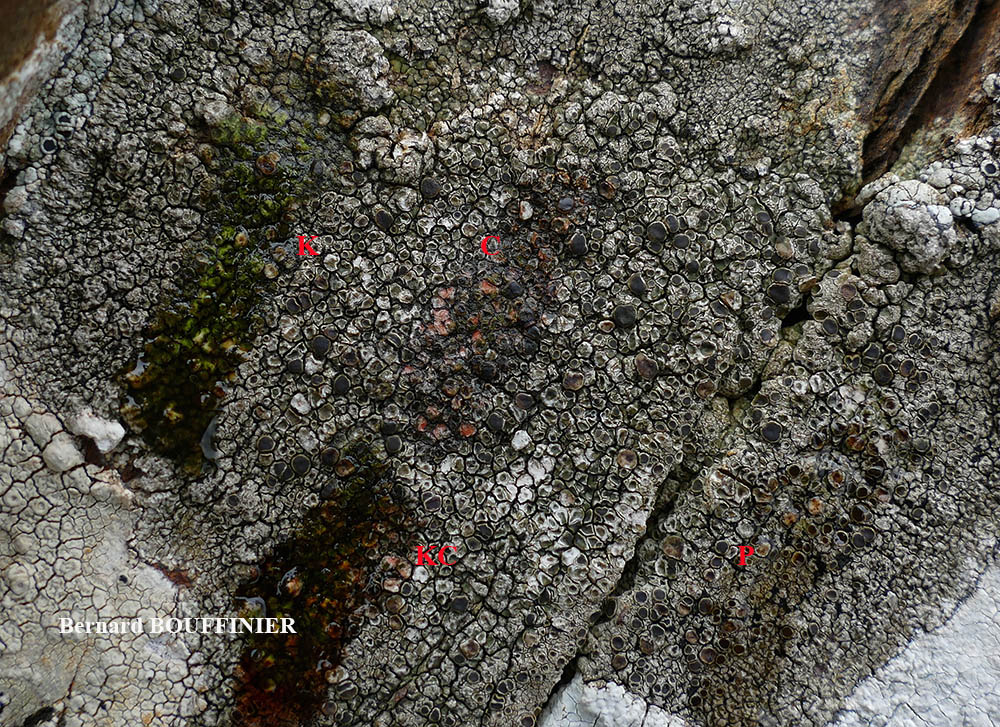 Protoparmelia montagnei (Fr.) Sancho & Crespo s.l.