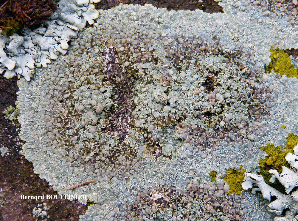 Protoparmeliopsis muralis (Pers.) M. Choisy var. versicolor