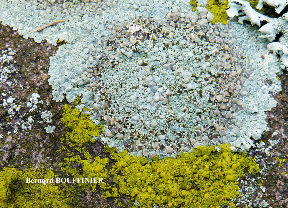 Protoparmeliopsis muralis (Pers.) M. Choisy var. versicolor