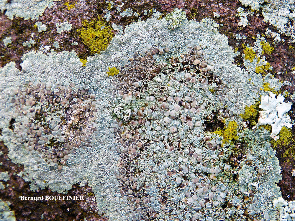 Protoparmeliopsis muralis (Pers.) M. Choisy var. versicolor