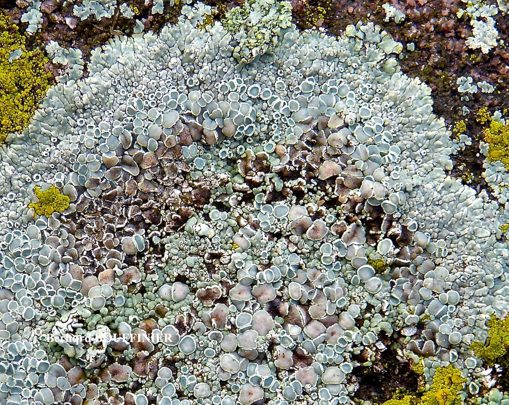 Protoparmeliopsis muralis (Pers.) M. Choisy var. versicolor