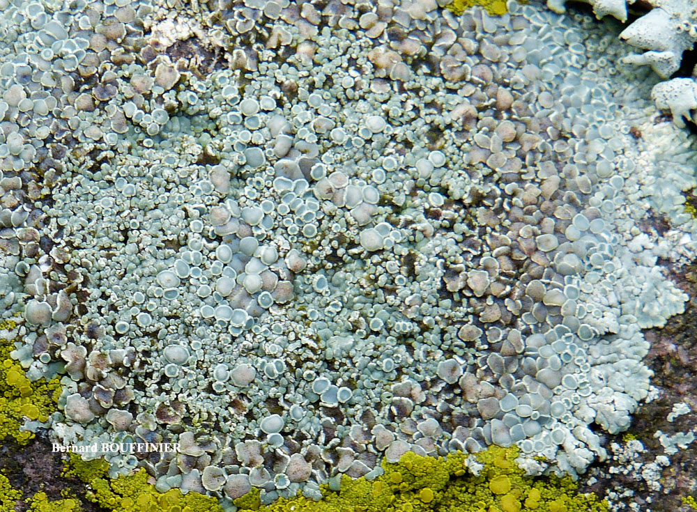 Protoparmeliopsis muralis (Pers.) M. Choisy var. versicolor