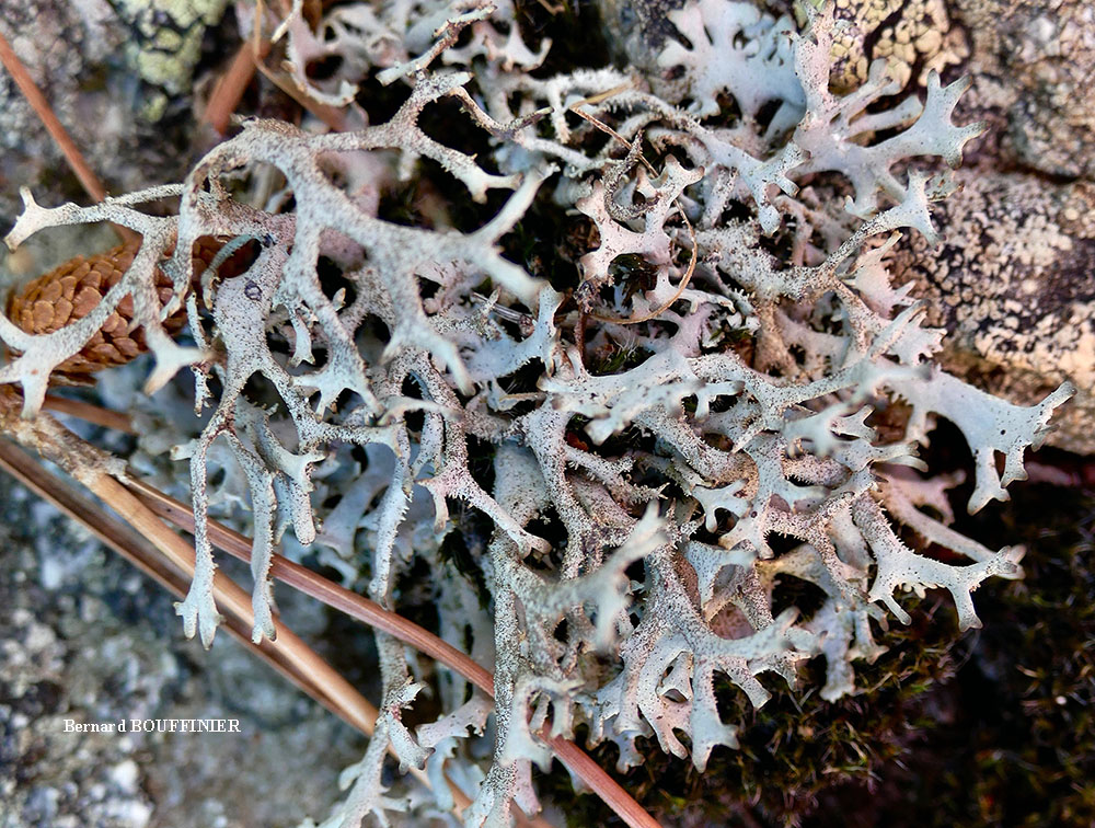 Pseudevernia furfuracea (L.) Zopf. var. furfuracea forme saxicole.