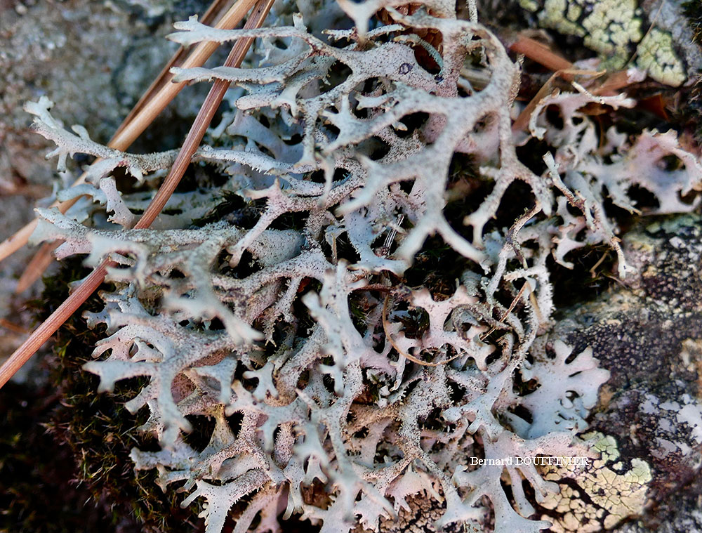 Pseudevernia furfuracea (L.) Zopf. var. furfuracea forme saxicole.