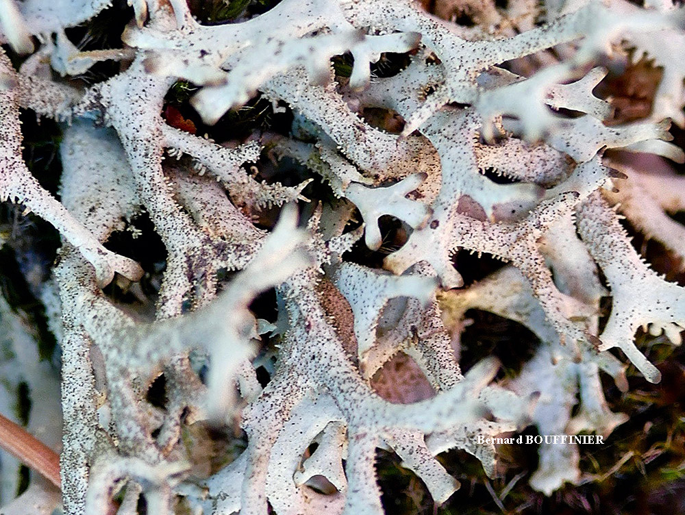 Pseudevernia furfuracea (L.) Zopf. var. furfuracea forme saxicole.