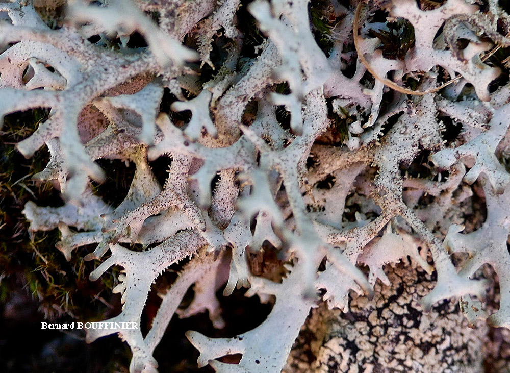 Pseudevernia furfuracea (L.) Zopf. var. furfuracea forme saxicole.