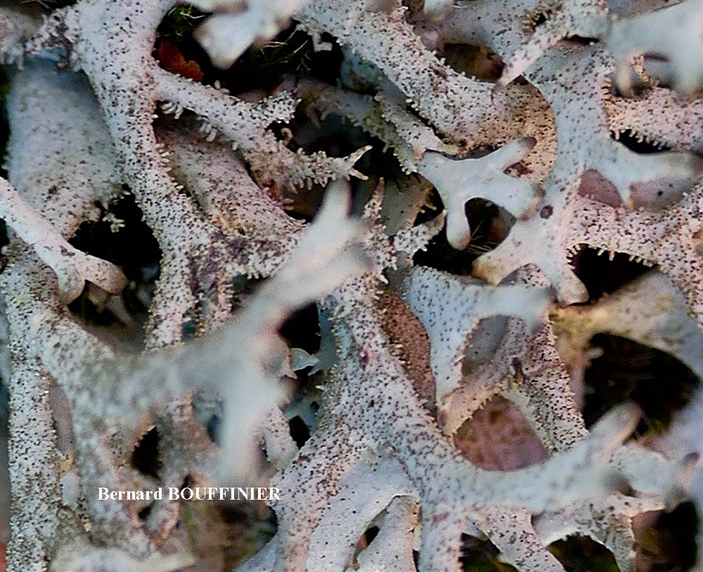 Pseudevernia furfuracea (L.) Zopf. var. furfuracea forme saxicole.