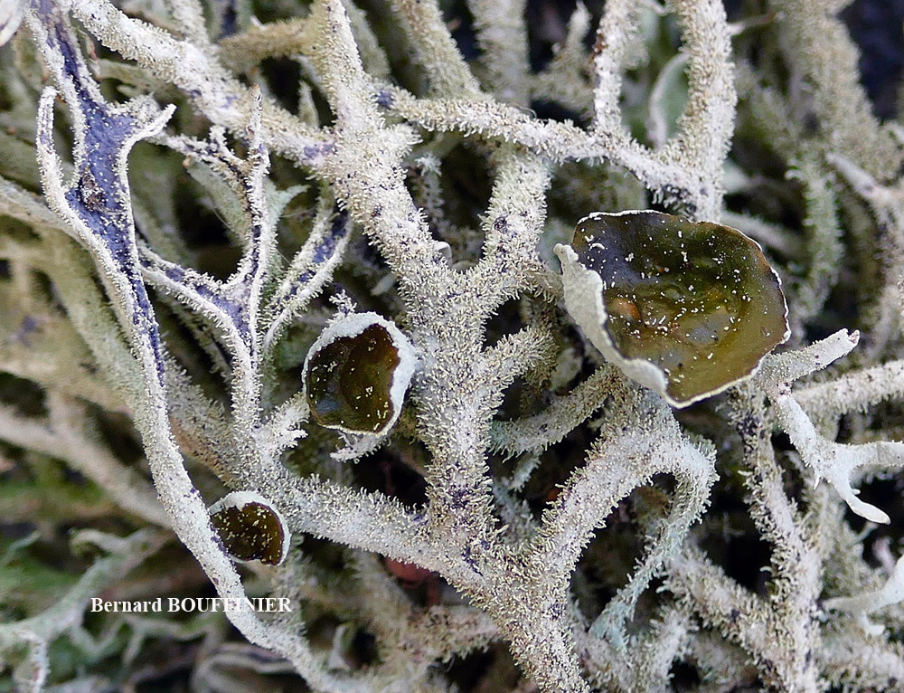 Pseudevernia furfuracea (L.) Zopf. var. furfuracea