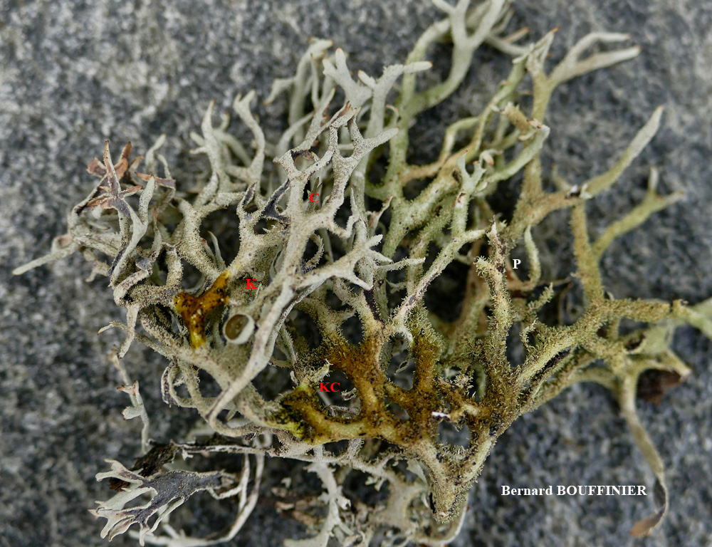 Pseudevernia furfuracea (L.) Zopf. var. furfuracea