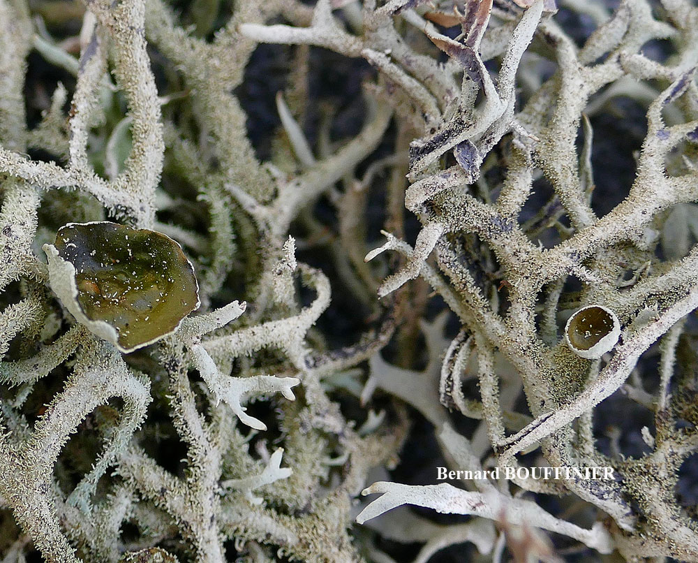 Pseudevernia furfuracea (L.) Zopf. var. furfuracea