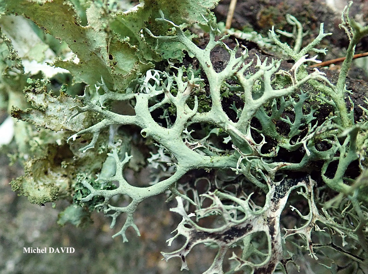 Pseudevernia furfuracea (L.) Zopf. var. furfuracea