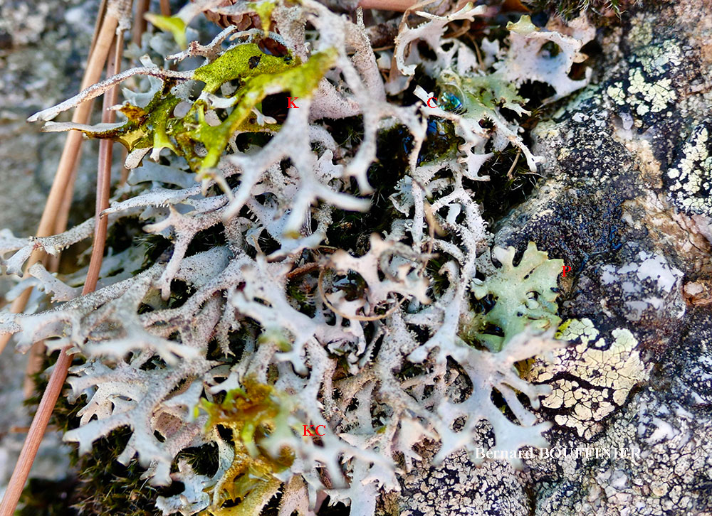 Pseudevernia furfuracea (L.) Zopf. var. furfuracea forme saxicole.