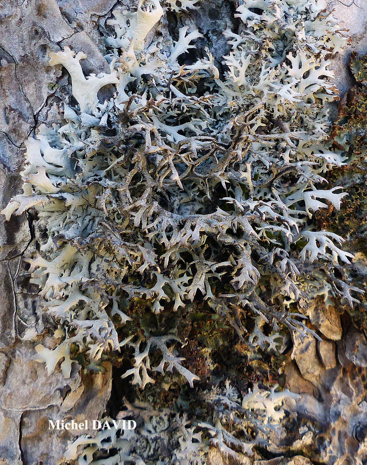 Pseudevernia furfuracea (L.) Zopf. var. furfuracea