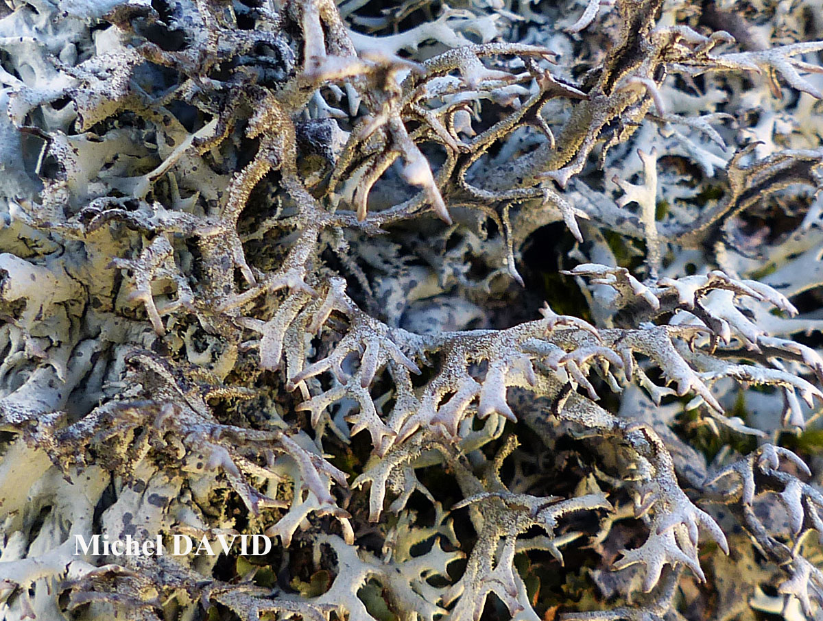 Pseudevernia furfuracea (L.) Zopf. var. furfuracea