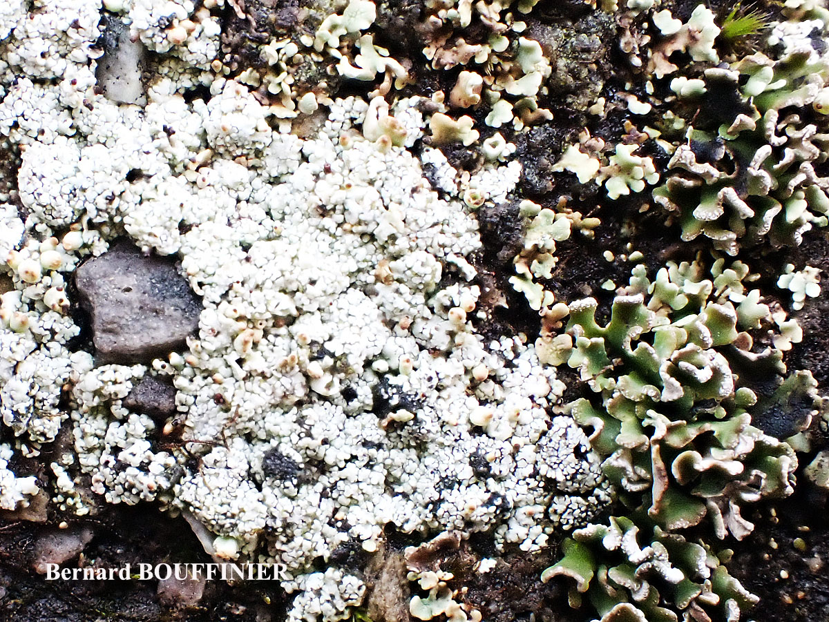 Cladonia subcervicornis forme juvénile.