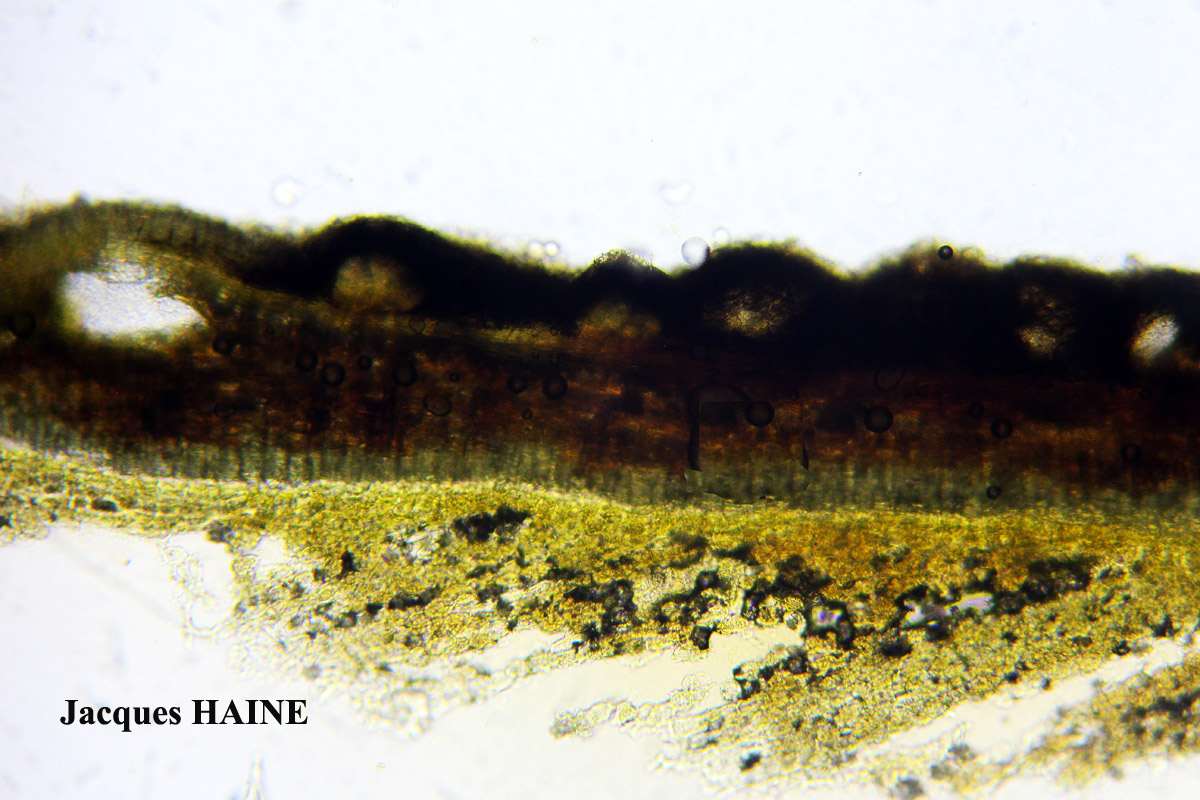 Pyrenula macrospora forma 