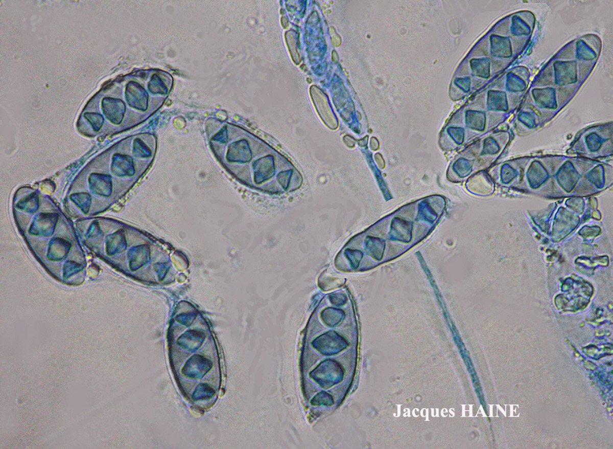 Pyrenula macrospora forma 