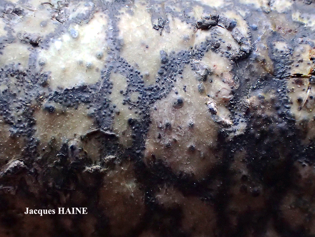 Pyrenula macrospora forma 