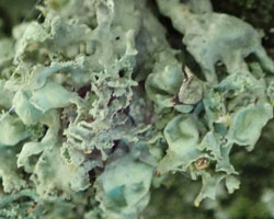 Ramalina baltica Lettau