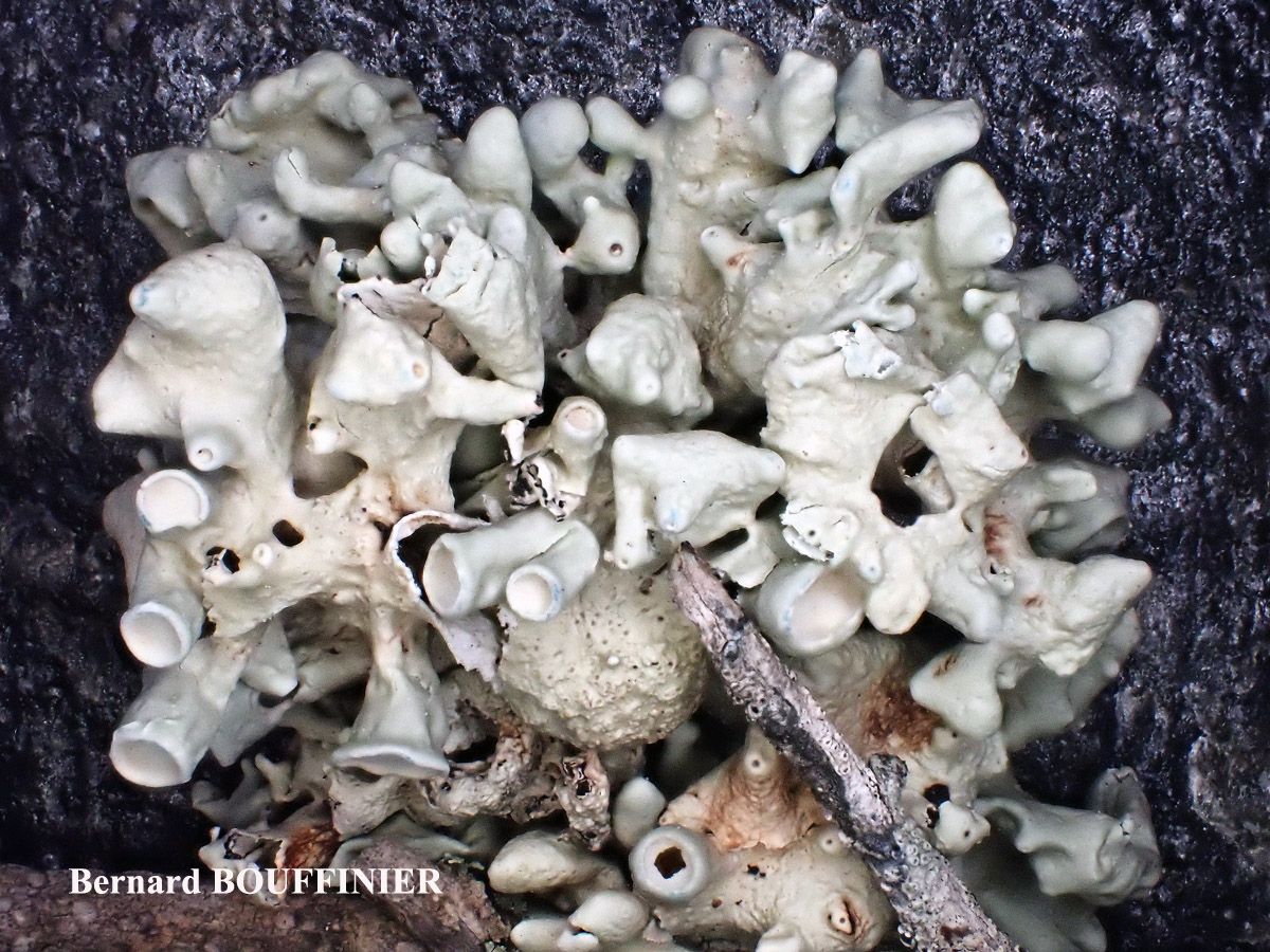 Ramalina breviuscula Cf. forme ramicole