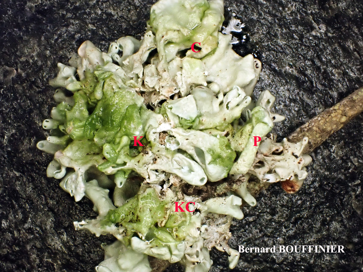 Ramalina breviuscula Cf. forme ramicole