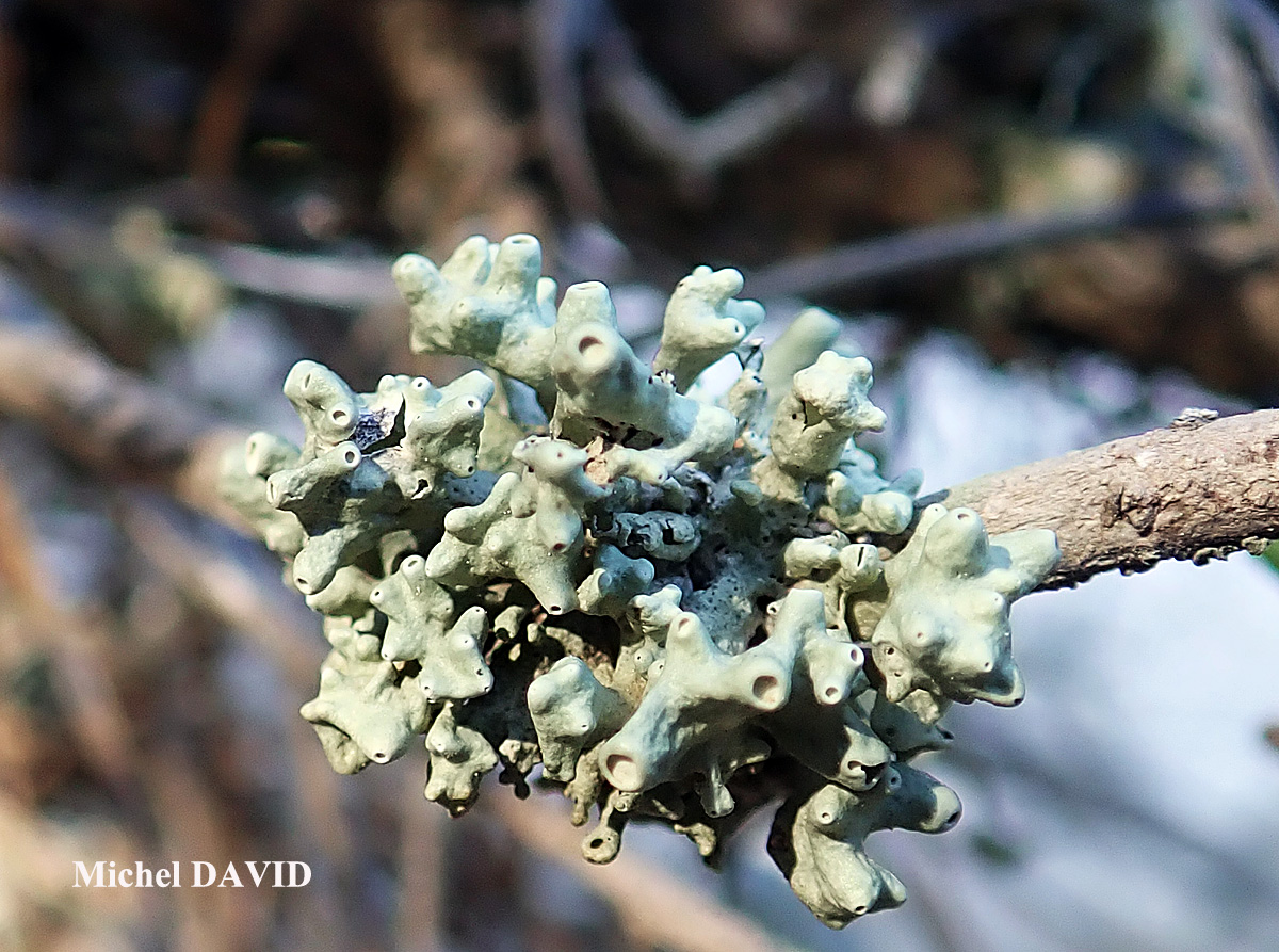 Ramalina breviuscula Cf. forme ramicole