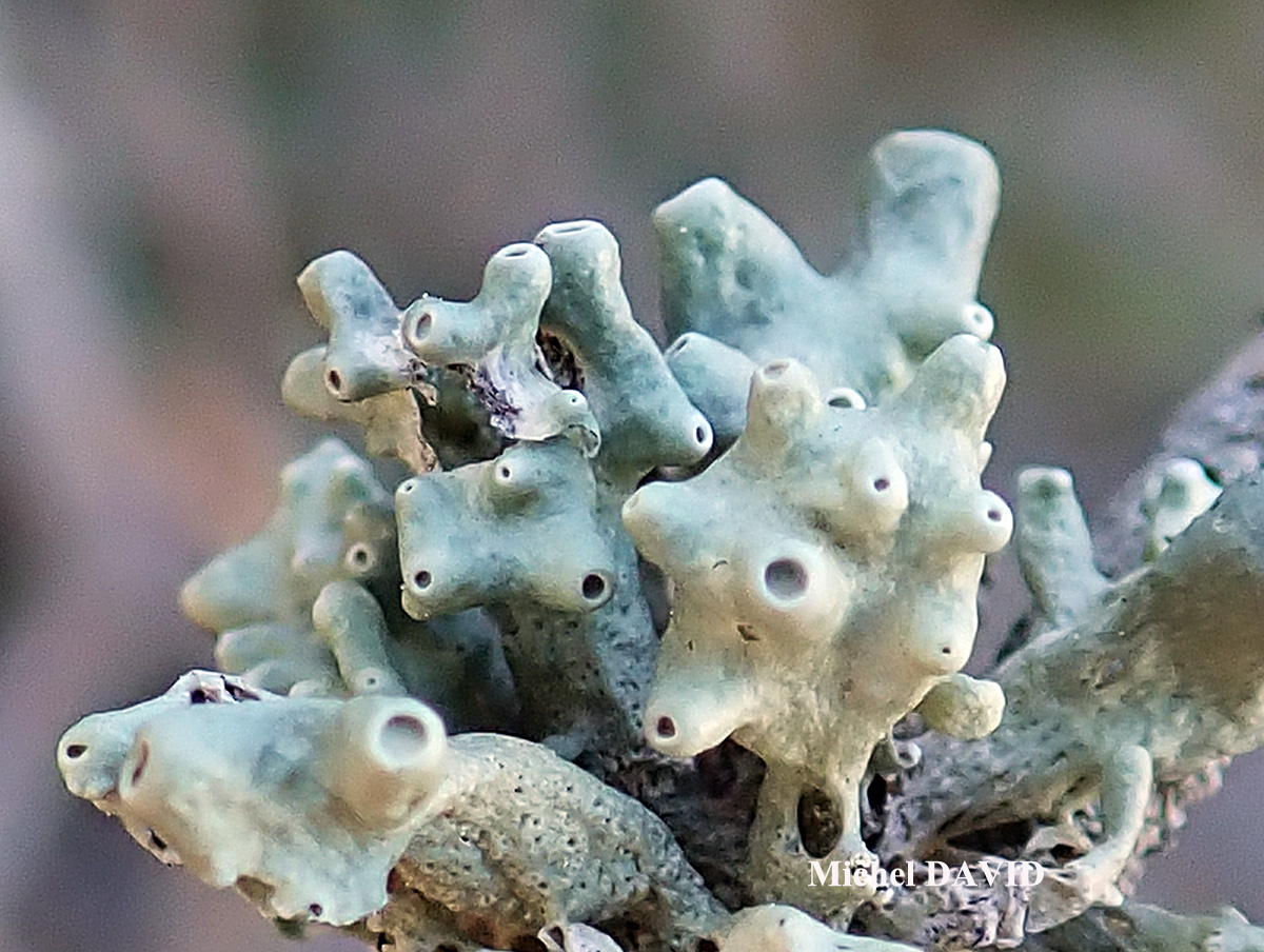 Ramalina breviuscula Cf. forme ramicole