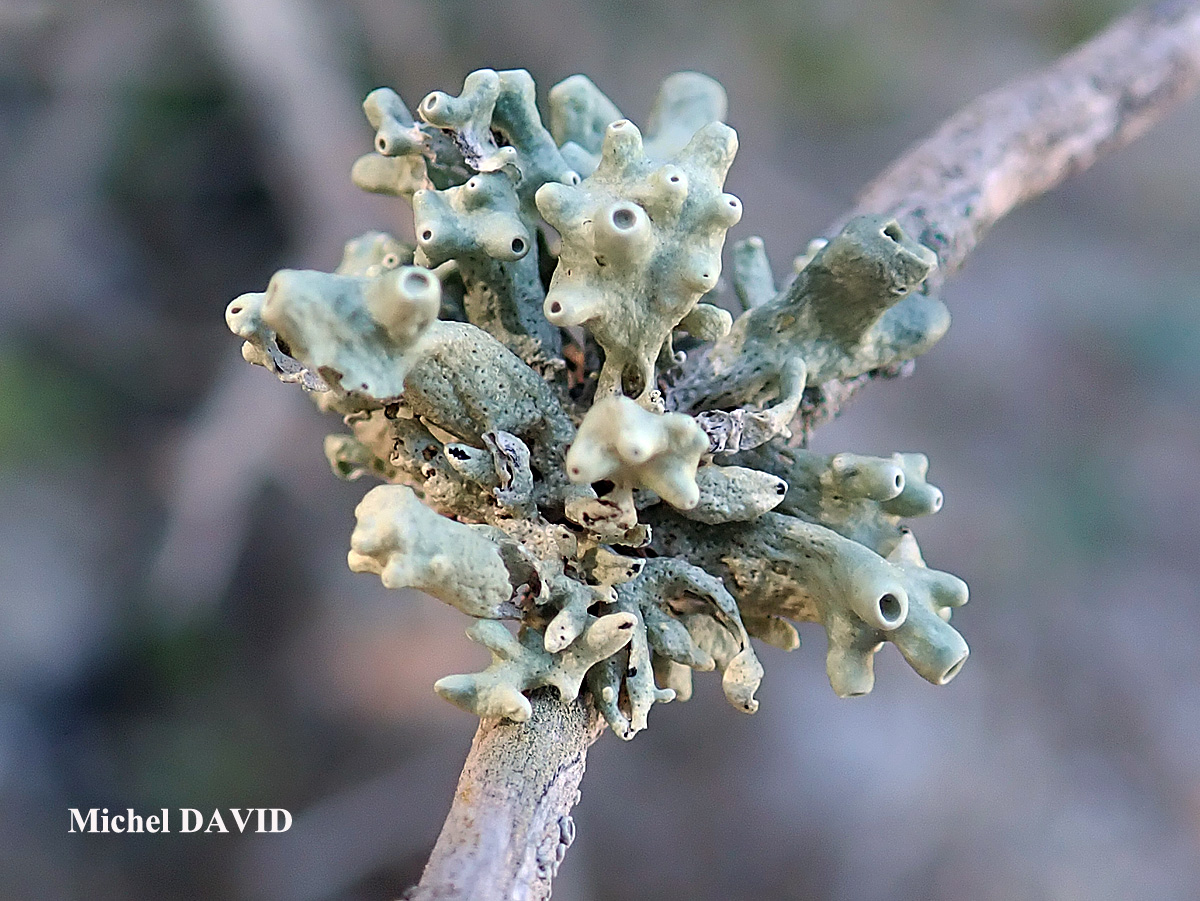 Ramalina breviuscula Cf. forme ramicole