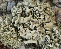 Ramalina breviuscula Nyl.