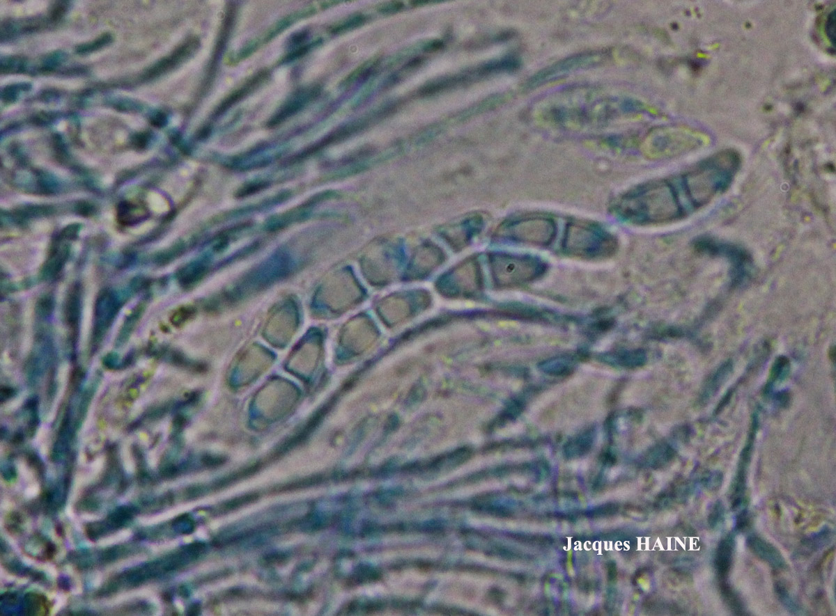 Ramalina breviuscula Nyl.