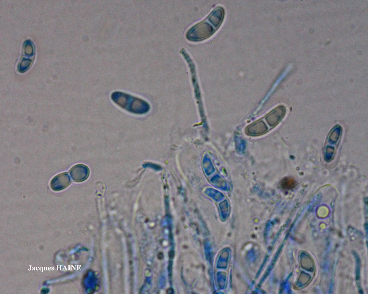 Ramalina breviuscula Nyl.