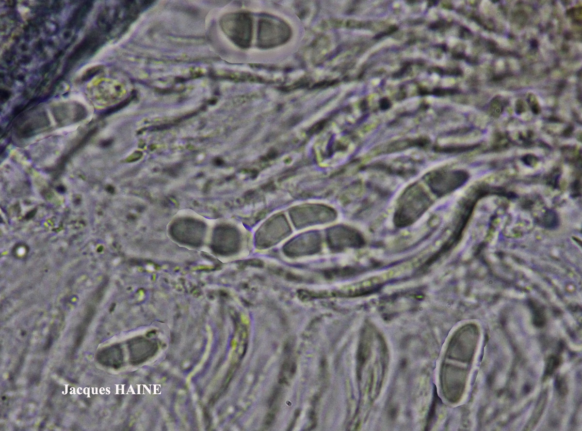 Ramalina breviuscula Nyl.