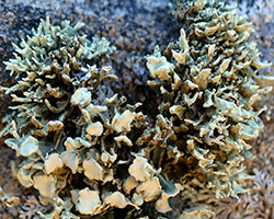 Ramalina breviuscula Nyl.