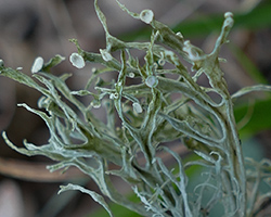 Ramalina calicaris (L.) Fr.