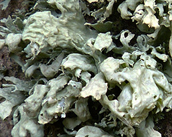 Ramalina canariensis J. Steiner
