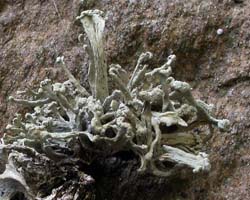 Ramalina capitata (Ach.) Nyl.