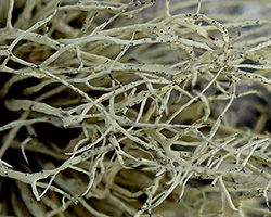 Ramalina cuspidata Chem. stenoclada