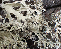 Ramalina europaea Cf. Gasparyan, Sipman et Lücking