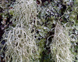 Ramalina farinacea var. reagens B. de Lesd.