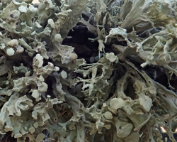 Ramalina fastigiata forme ramicole du bord de mer.