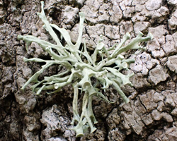 Ramalina fastigiata forme de la zone aérohaline.
 
 
 