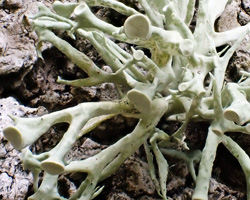Ramalina fastigiata forme de la zone aérohaline.
 
 
 