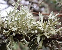 Ramalina fastigiata forme ramicole du bord de mer.
