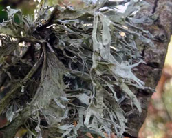 Ramalina fraxinea var. luxurians (Delise) Ozenda & Clauzade